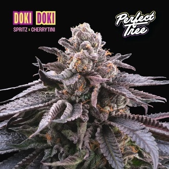 Doki Doki (Perfect Tree) Feminized