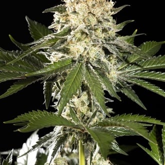 Sunset Sherbet Go Fast (Kannabia) Feminized