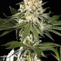 Sunset Sherbet Go Fast (Kannabia) Feminized