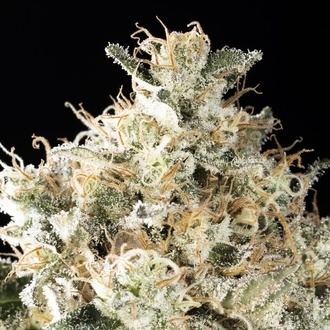 Sunset Sherbet Go Fast (Kannabia) Feminized