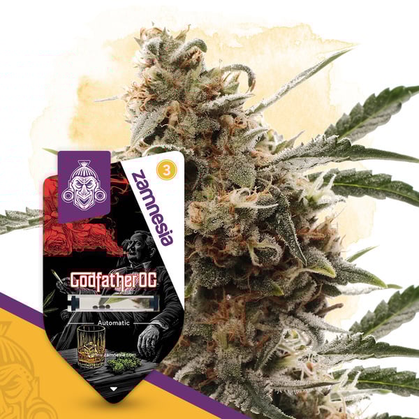 Godfather OG Automatic (Zamnesia Seeds) Feminized