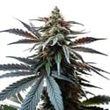 Cap Junky (Blimburn Seeds) Feminized