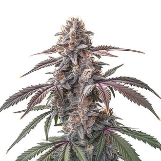 Pinkman Goo (Blimburn Seeds) Feminized