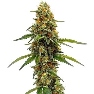 CBD ACDC (Blimburn Seeds) Feminized