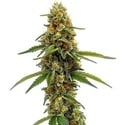 CBD ACDC (Blimburn Seeds) Feminized