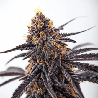 Donny Burger (Blimburn Seeds) Feminized