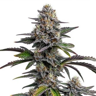Glitter Bomb (Blimburn Seeds) Feminized