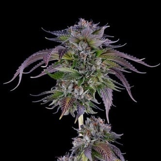L.A. Confidential (DNA Genetics) Feminized