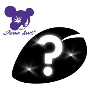 Feminized Mysterie Zaden 1 (Anesia Seeds)