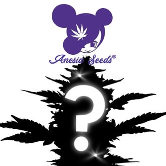 Feminized Mysterie Zaden 1 (Anesia Seeds)