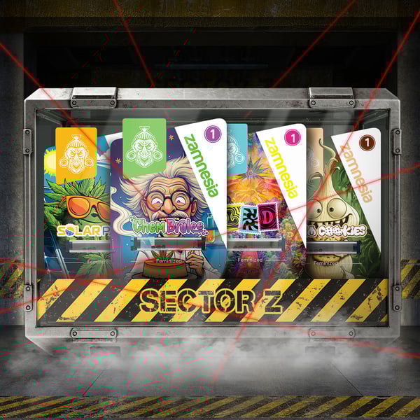 Sector Z bundle (Zamnesia Seeds) Feminized