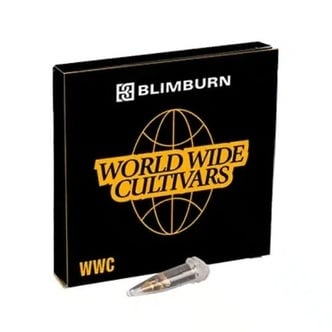 Indigo Sapphire (Blimburn Seeds) feminized