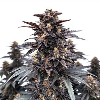 Indigo Sapphire (Blimburn Seeds) feminized