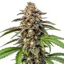 Whitethorn Rose x Ooze Extraction (Blimburn Seeds) feminized