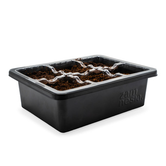 Zaadontkiemingsset (Zamnesia)