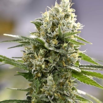 Lemon Haze Auto (Expert Seeds) feminized