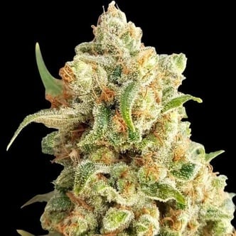 New York Diesel Auto (Expert Seeds) feminized