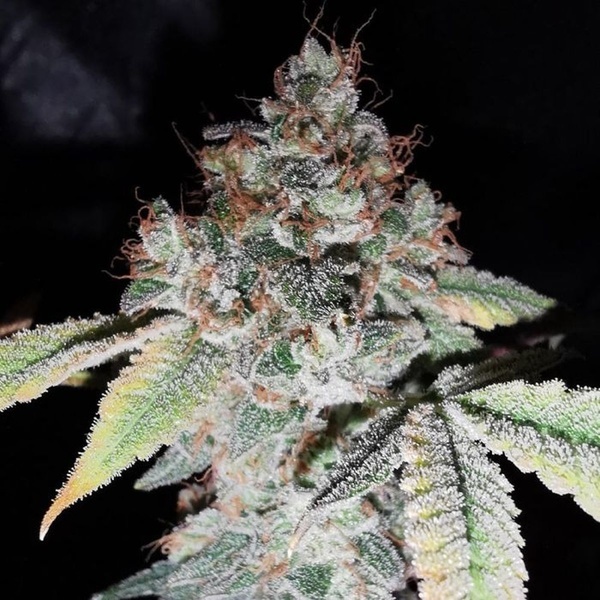 Rainbow Cake (Pheno Finder) feminized