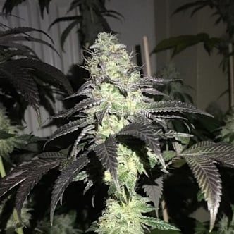 Do Z Dos (Pheno Finder) feminized