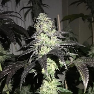Do Z Dos (Pheno Finder) feminized