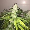 Simple Wedding Cake S1 (Pheno Finder) Feminized