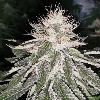 MAC 11 (Pheno Finder) feminized