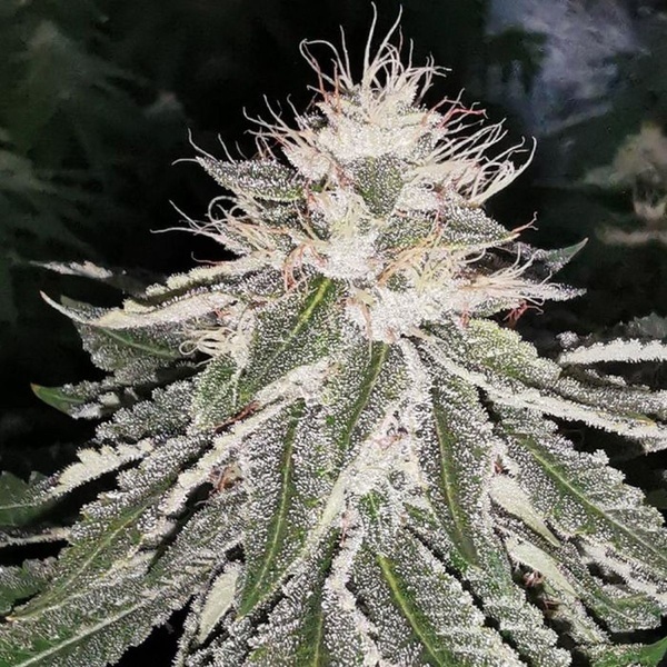 MAC 11 (Pheno Finder) feminized
