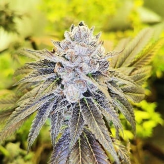 Double Slurry (Pheno Finder) feminized