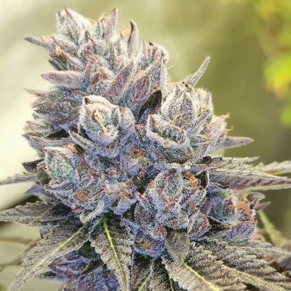 Auto Fruity Kuntz (Pheno Finder) Feminized