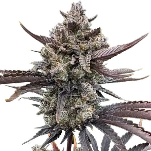 Banana Purple Punch Auto RF3 (FastBuds) feminized