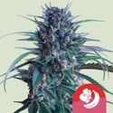 Banana Brawler (Royal Queen Seeds) Feminized