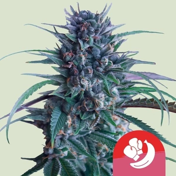 Banana Brawler (Royal Queen Seeds) Feminized