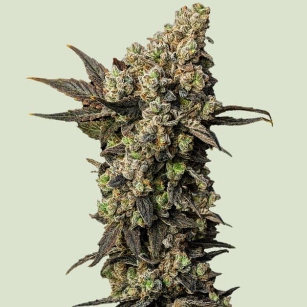Astro Lemonade F1 (Royal Queen Seeds) Feminized 