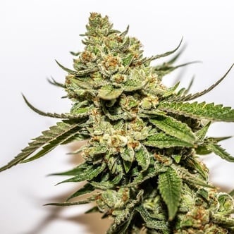 Cereal Milk x OG Kush (Vision Seeds) gefeminiseerd