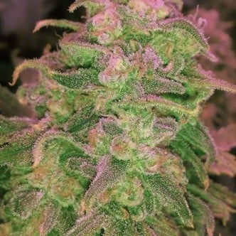 Hawaii Maui Waui (Nirvana) feminized