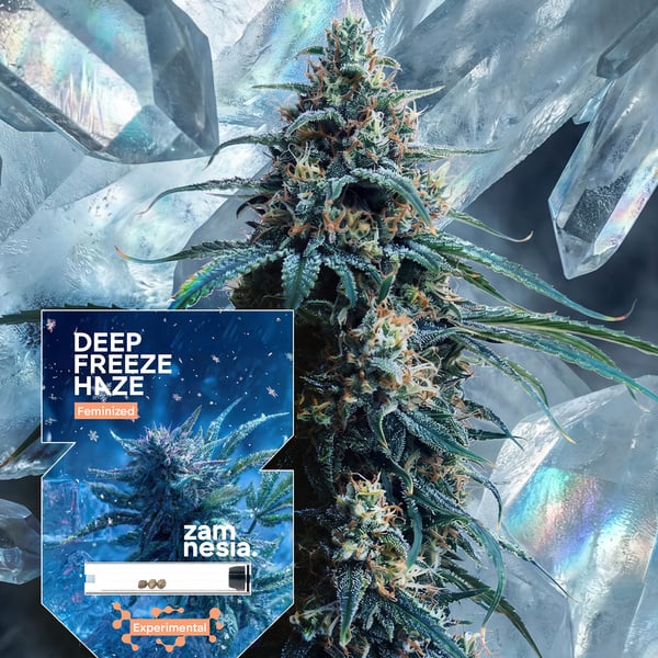 Deep Freeze Haze (Zamnesia Seeds) feminized