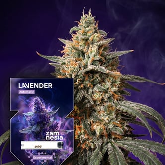 Lavender Automatic (Zamnesia Seeds) feminized