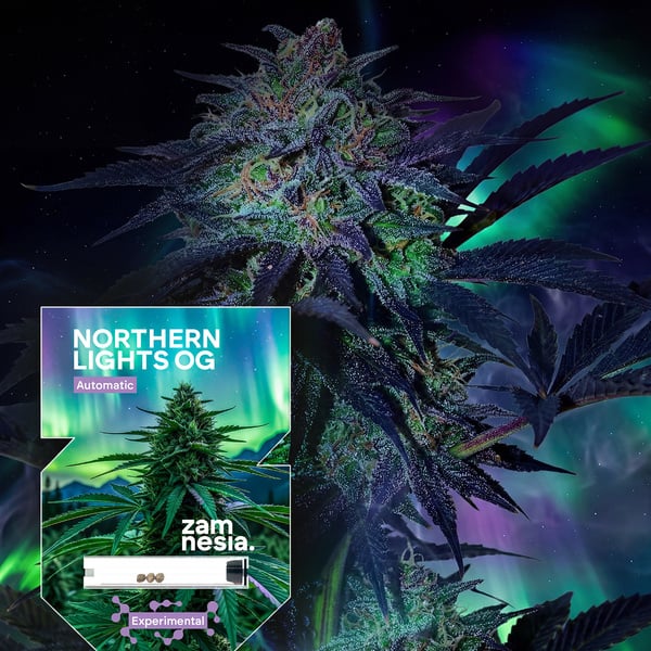 Northern Lights OG Automatic (Zamnesia Seeds) feminized