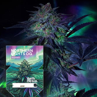 Northern Lights OG Automatic (Zamnesia Seeds) feminized