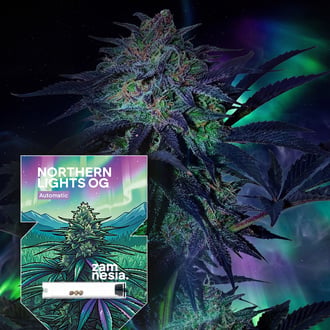 Northern Lights OG Automatic (Zamnesia Seeds) feminized