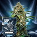 Super Silver Haze Automatic (Zamnesia Seeds) feminized