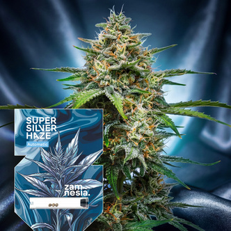 Super Silver Haze Automatic (Zamnesia Seeds) feminized
