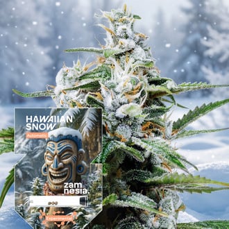Hawaiian Snow Automatic (Zamnesia Seeds) feminized