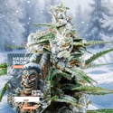 Hawaiian Snow Automatic (Zamnesia Seeds) feminized