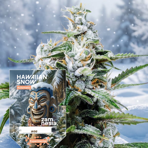 Hawaiian Snow Automatic (Zamnesia Seeds) feminized