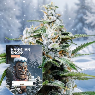 Hawaiian Snow Automatic (Zamnesia Seeds) feminized