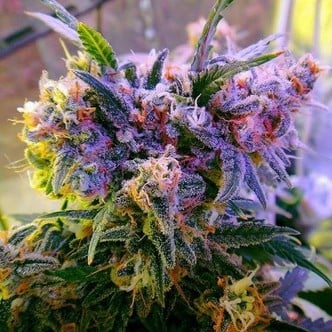 Aurora Indica (Nirvana) feminized