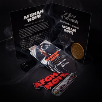 Afghan Noir (Zamnesia Seeds x Expert Seeds) Feminized