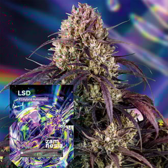 LSD F1 Automatic (Zamnesia Seeds) feminized