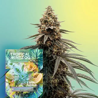 Tropical Mintz OG F1 Automatic (Zamnesia Seeds) feminized